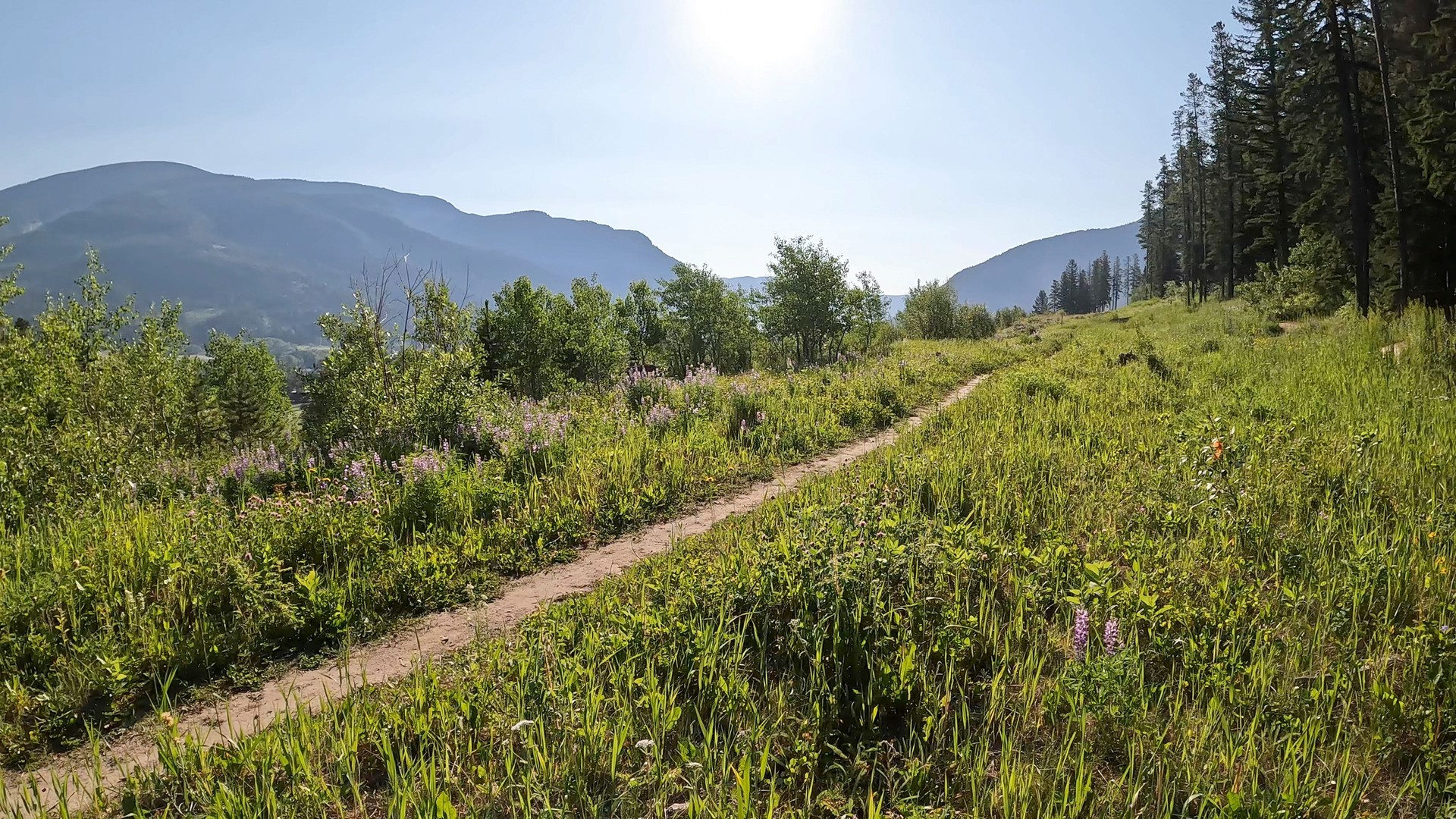 Narrow trail leading across mountain meadow